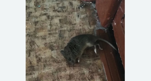 Дезинфекция от мышей в Лаишево