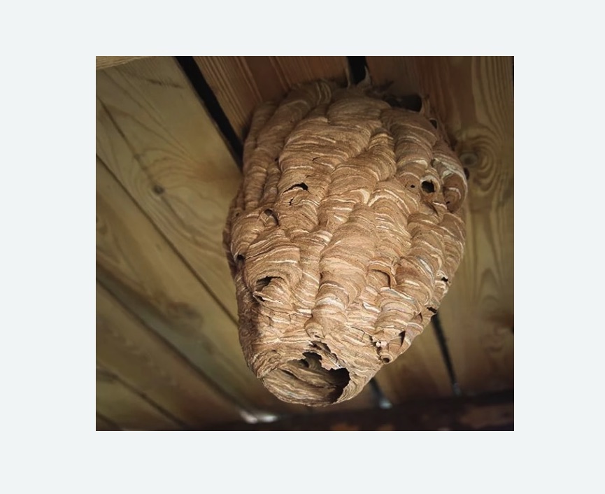 обработка от шершней в Лаишево