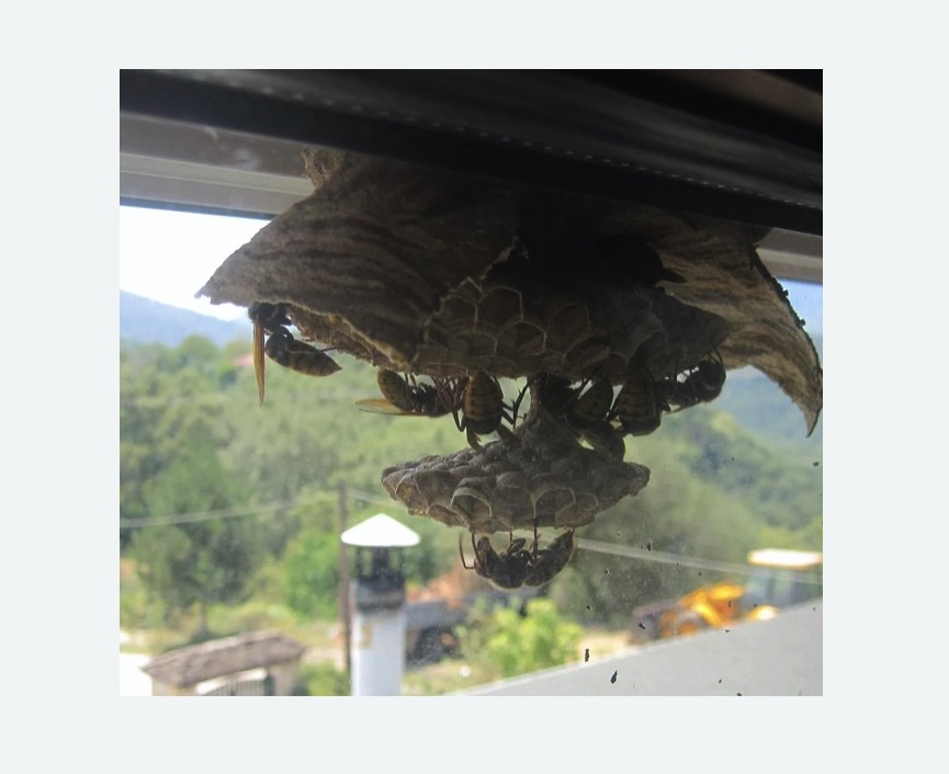 Уничтожение гнёзд шершней в Лаишево