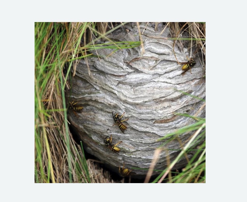 Уничтожение ос и ульев в Лаишево